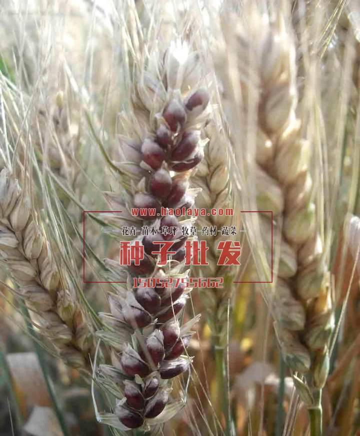 黑小麥種子