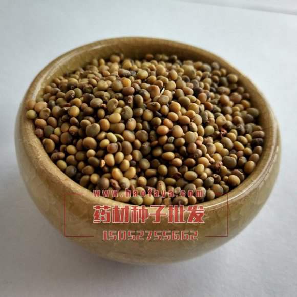 苦參種子