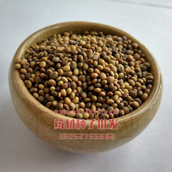 苦參種子