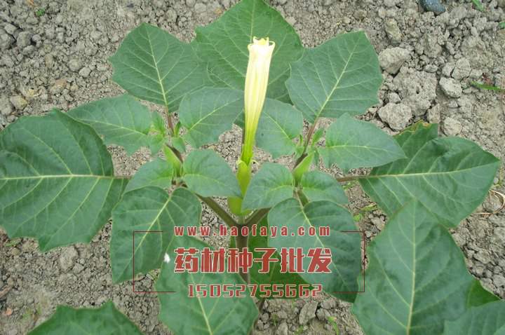 曼陀羅種植栽培技術(shù)