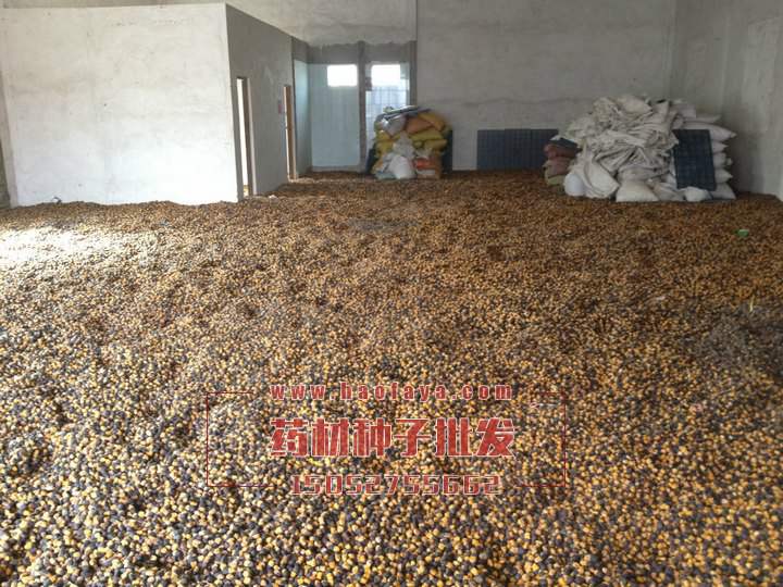 緬茄種子批發(fā)