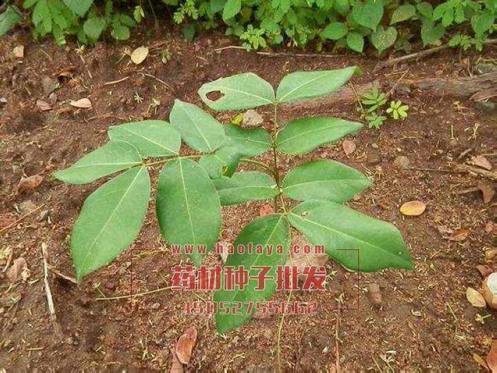 緬茄種植技術(shù)