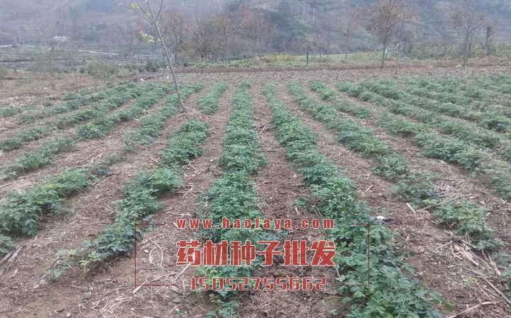 前胡種子批發(fā)價格