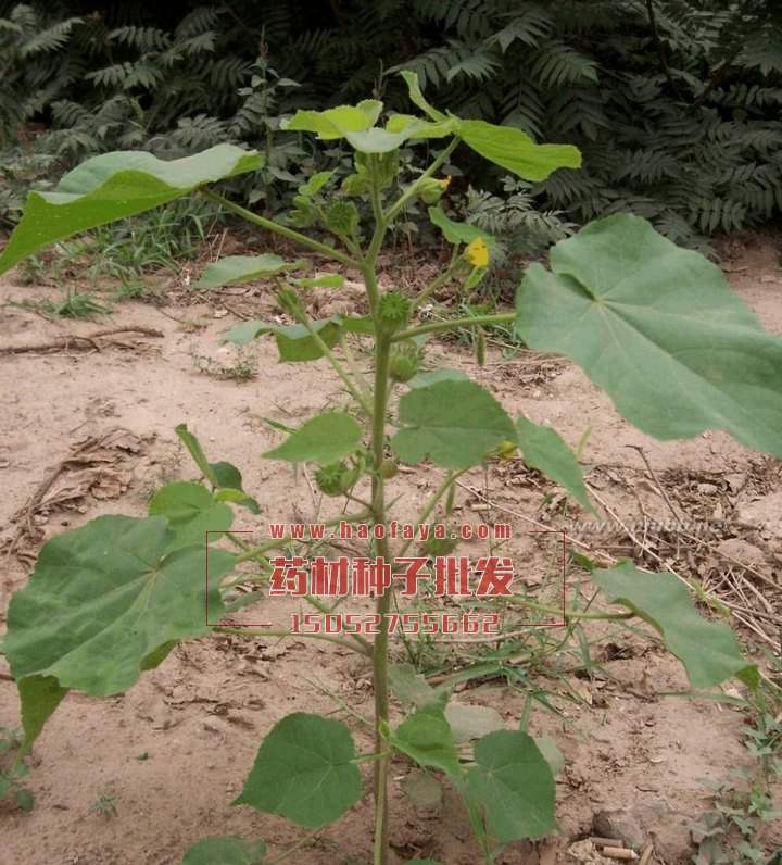 苘麻種植技術(shù)