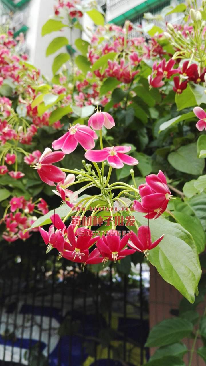 使君子功效及作用