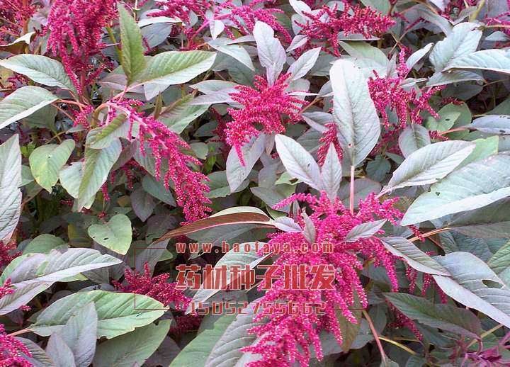 雪櫻子功效及作用