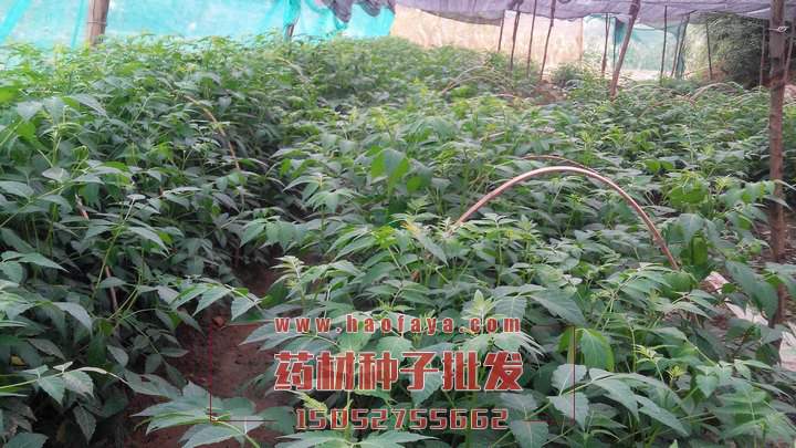 鴉膽子功效及作用