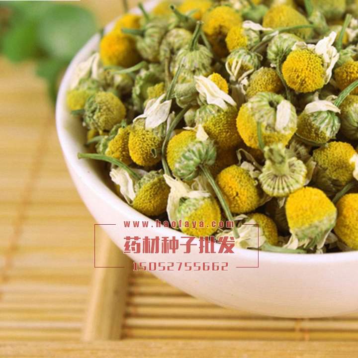 西洋甘菊功效及作用