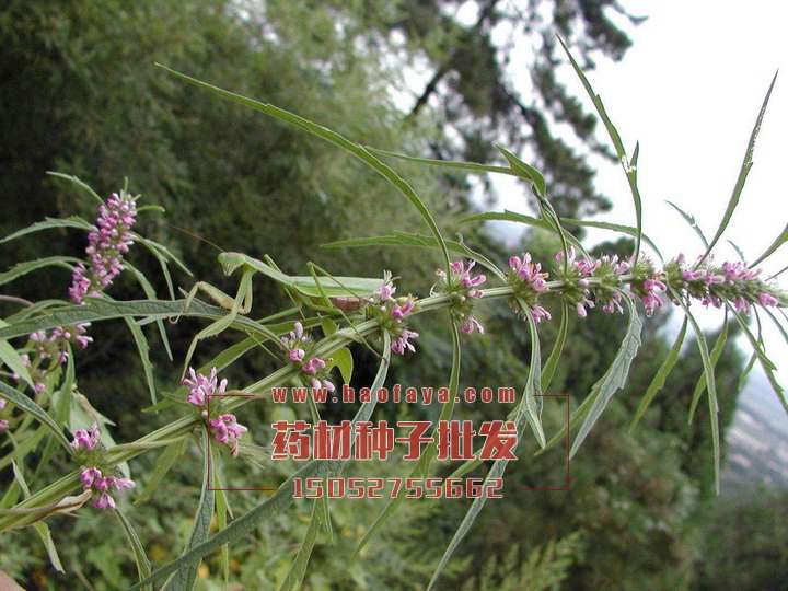 益母草供應(yīng)