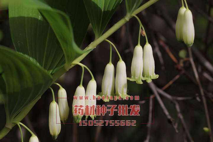 玉竹種子批發(fā)