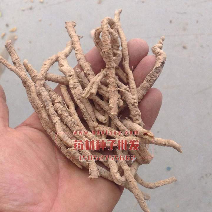 遠(yuǎn)志功效及作用