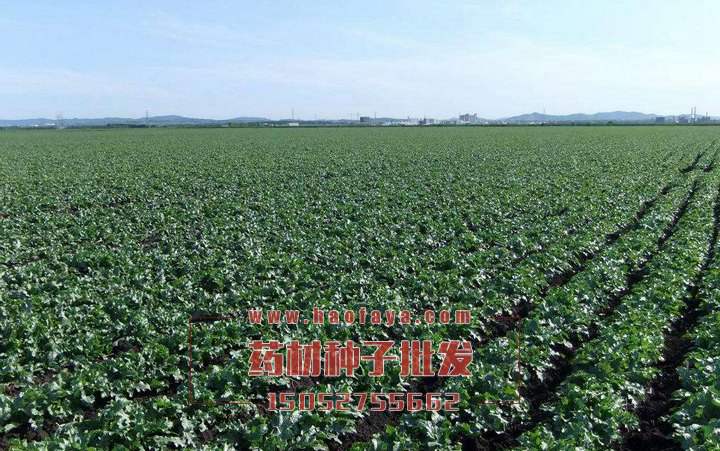 水飛薊功效及作用