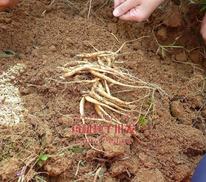 太子參功效及作用