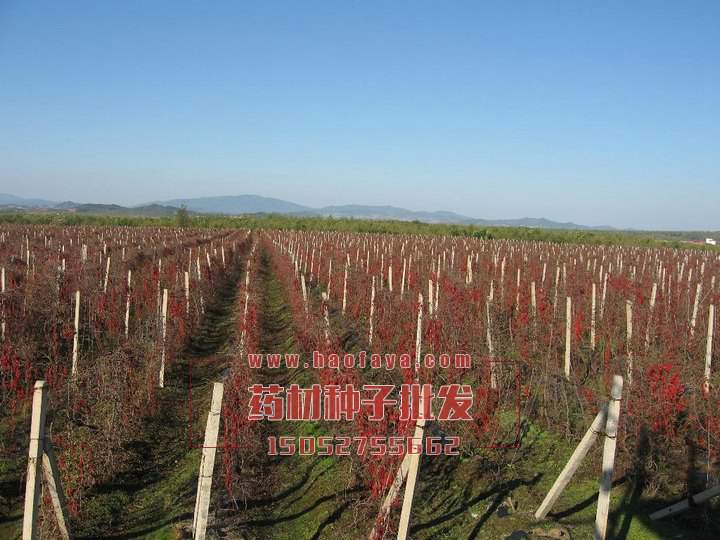 五味子栽培技術