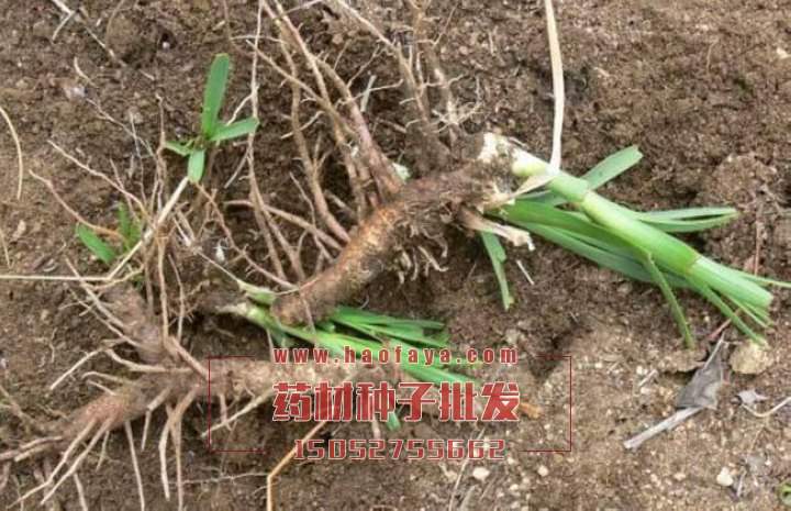 知母播種種植技術(shù)