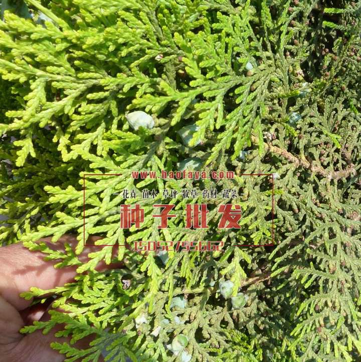 側柏種子批發(fā)