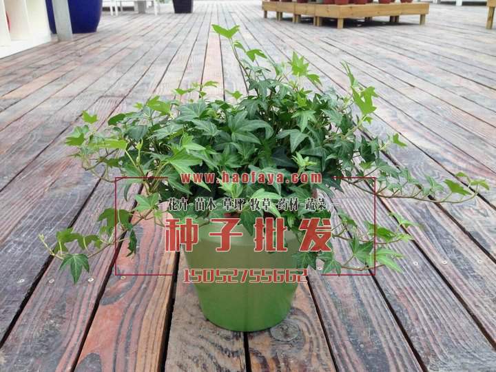 常春藤種子價格