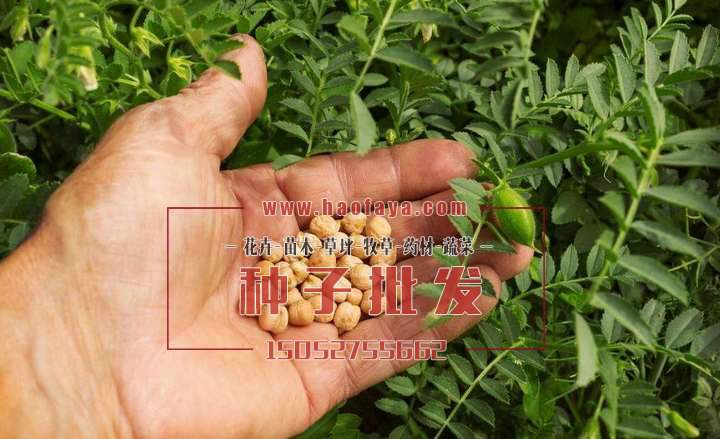 鷹嘴豆種子