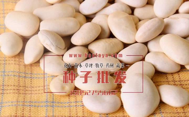大白蕓豆種子