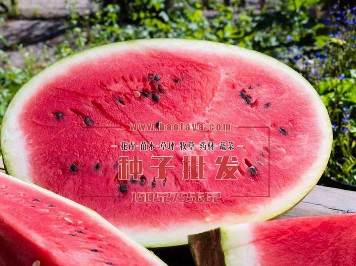 西瓜種子批發(fā)公司