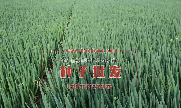 大蔥種子