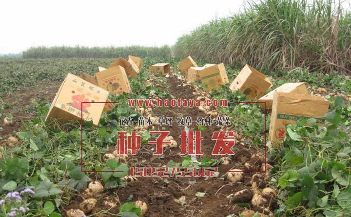 地瓜(豆薯)營養(yǎng)價值