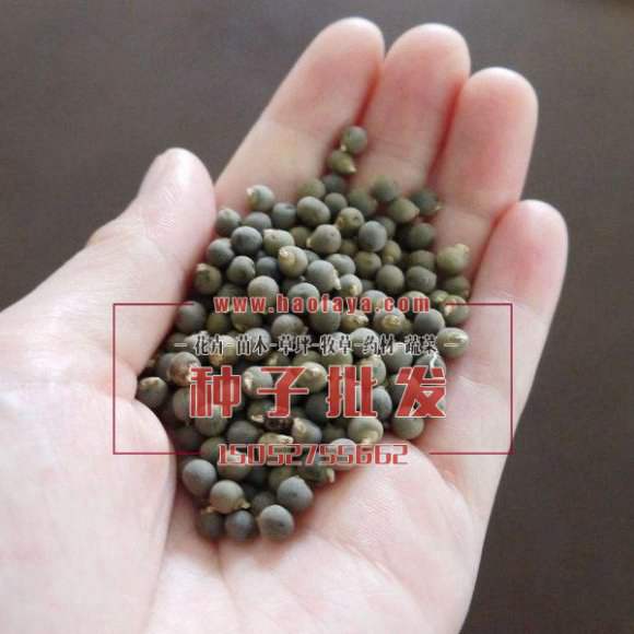 黃秋葵種子