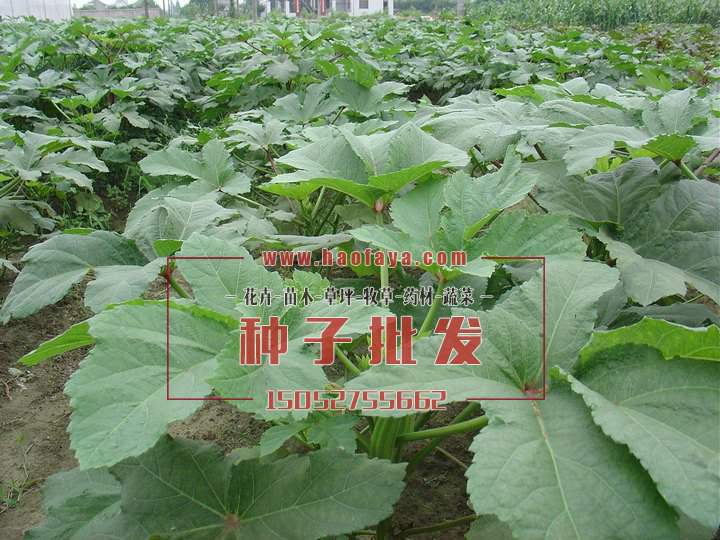 黃秋葵種植