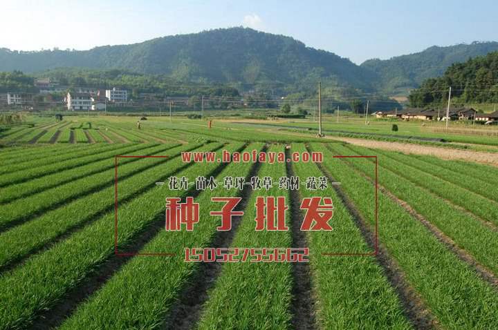 韭菜栽培技術(shù)