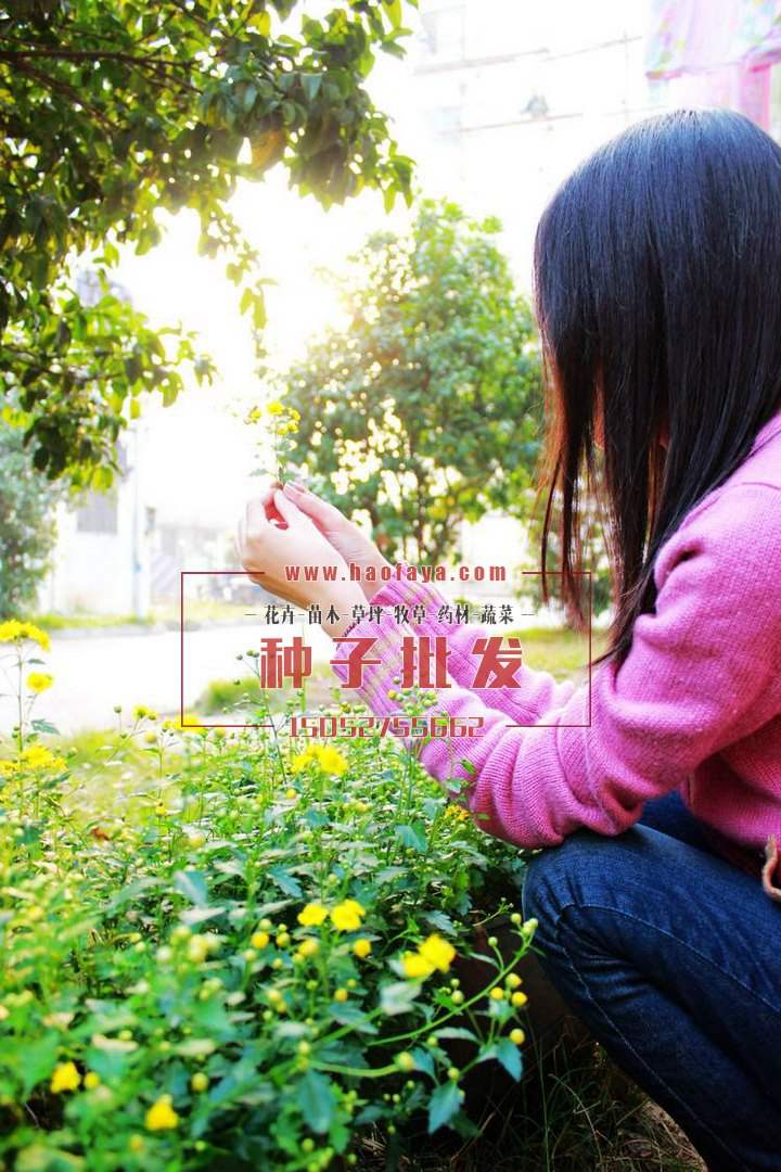 菊花腦種子種植技術(shù)