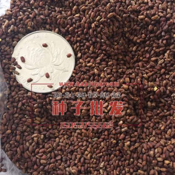 藍(lán)香芥種子