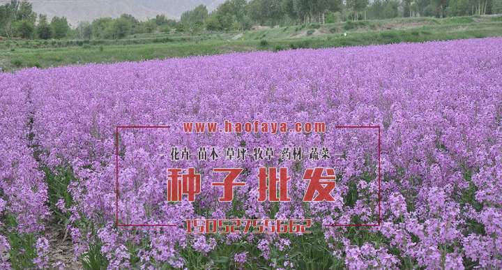 藍(lán)香芥種植