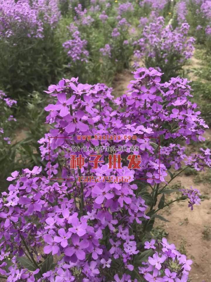 藍(lán)香芥種子