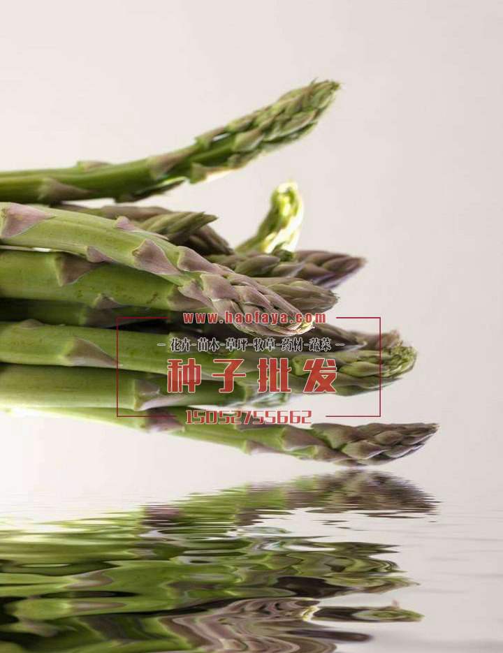 蘆筍營養(yǎng)價值