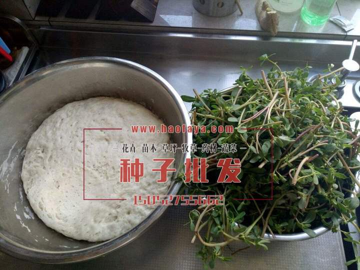 馬菜食用價(jià)值很高