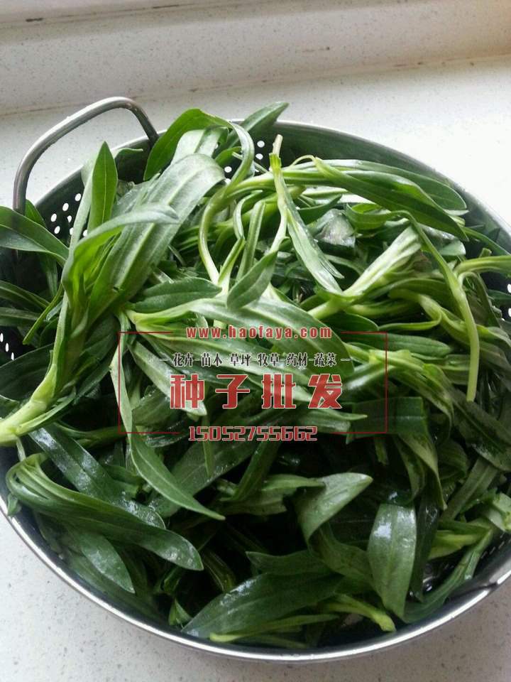 面條菜營養(yǎng)價值高