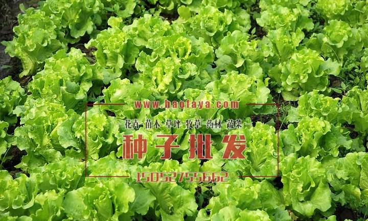 意大利生菜種子