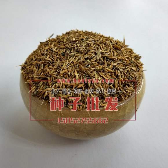 菜用蒲公英種子