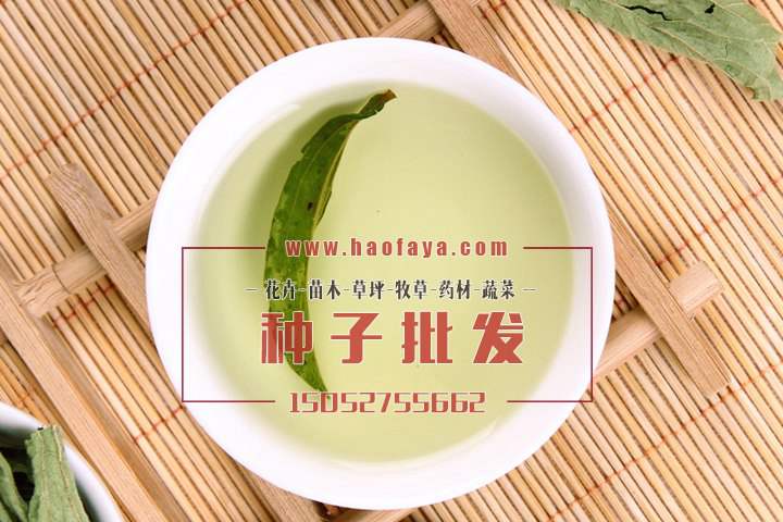 甜葉菊價值很高