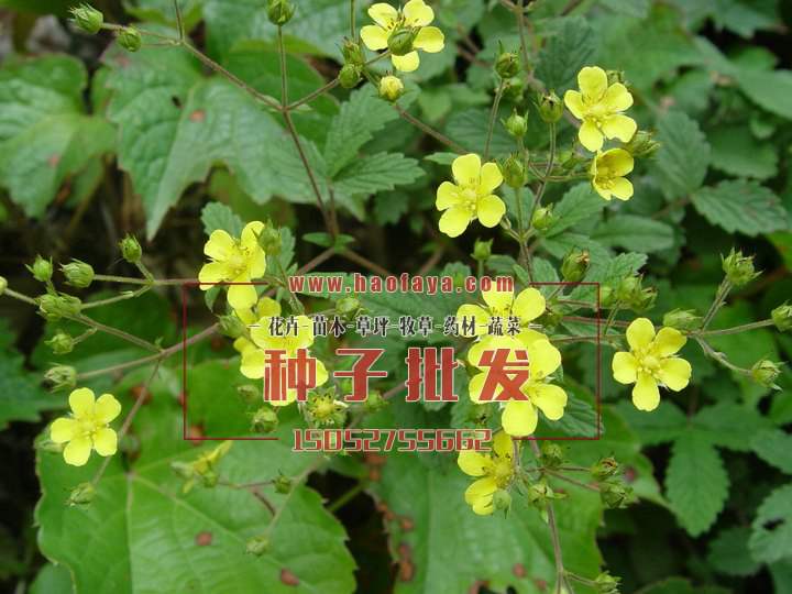 委陵菜開黃色小花