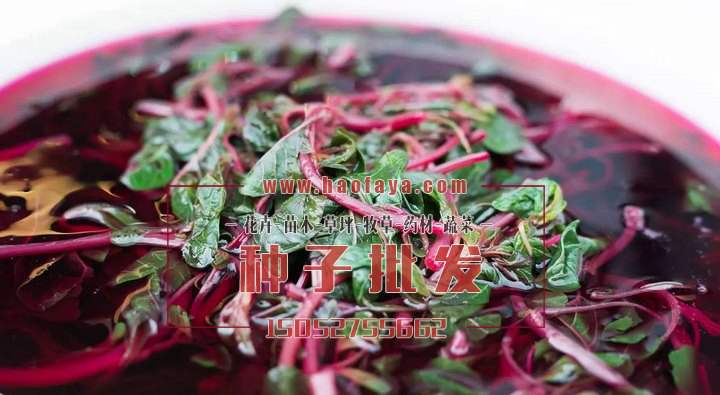 紫莧菜紅莧菜種子