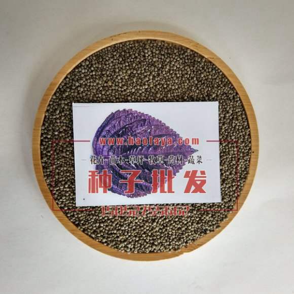 紫蘇種子