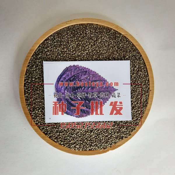 紫蘇種子