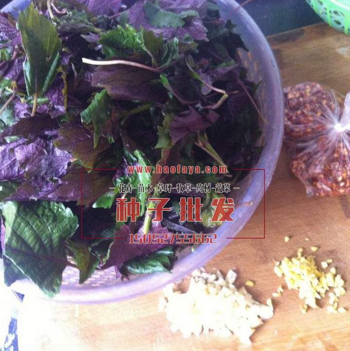 紫蘇種子批發(fā)價(jià)格