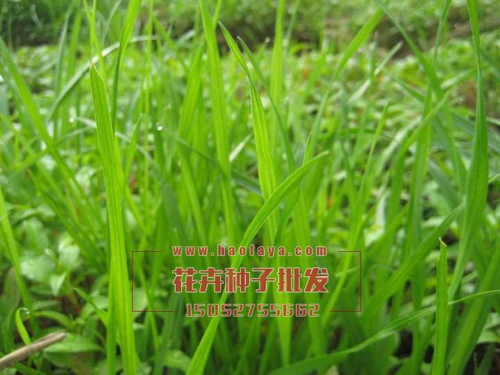 多年生黑麥草種子批發(fā)