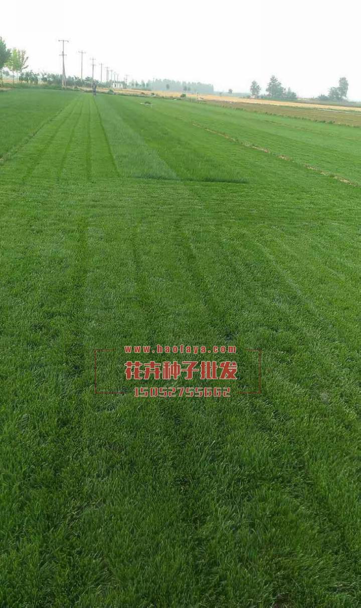 多年生黑麥草種植