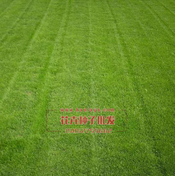 高羊茅種子播種栽培技術(shù)