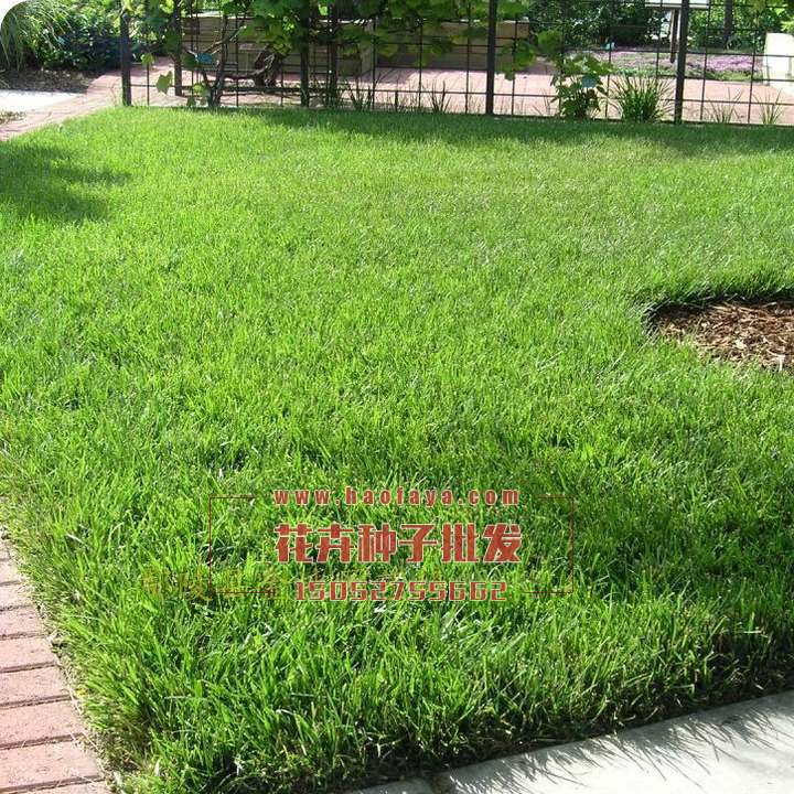 高羊茅種子播種技術(shù)