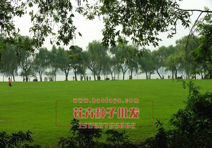 狗牙根種子供應(yīng)