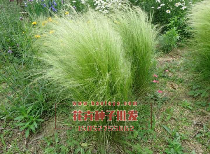 彎葉畫眉草種子批發(fā)